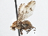  (Suillia barberi - CCDB-21401-A11)  @16 [ ] CreativeCommons - Attribution (2014) CBG Photography Group Centre for Biodiversity Genomics