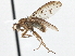  (Suillia sororcula - CCDB-21401-B02)  @15 [ ] CreativeCommons - Attribution (2014) CBG Photography Group Centre for Biodiversity Genomics