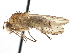  (Suillia longipennis - CCDB-21401-B12)  @16 [ ] CreativeCommons - Attribution (2014) CBG Photography Group Centre for Biodiversity Genomics