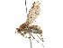  (Suillia plumata - CCDB-21401-C02)  @15 [ ] CreativeCommons - Attribution (2014) CBG Photography Group Centre for Biodiversity Genomics