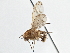  ( - CCDB-21401-C06)  @15 [ ] CreativeCommons - Attribution (2014) CBG Photography Group Centre for Biodiversity Genomics