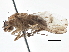  (Suillia thomsoni - CCDB-21401-C12)  @11 [ ] CreativeCommons - Attribution (2014) CBG Photography Group Centre for Biodiversity Genomics