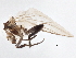  ( - CCDB-21402-D02)  @12 [ ] CreativeCommons - Attribution (2014) CBG Photography Group Centre for Biodiversity Genomics