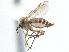  ( - CCDB-21402-G06)  @11 [ ] CreativeCommons - Attribution (2014) CBG Photography Group Centre for Biodiversity Genomics