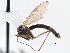  (Gnoriste macra - CCDB-21402-H01)  @11 [ ] CreativeCommons - Attribution (2014) CBG Photography Group Centre for Biodiversity Genomics