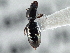  ( - CCDB-21404-C07)  @11 [ ] CreativeCommons - Attribution (2014) CBG Photography Group Centre for Biodiversity Genomics