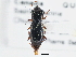  ( - CCDB-21406-D10)  @14 [ ] CreativeCommons - Attribution (2014) CBG Photography Group Centre for Biodiversity Genomics