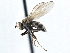  ( - CCDB-21410-C06)  @11 [ ] CreativeCommons - Attribution (2014) CBG Photography Group Centre for Biodiversity Genomics