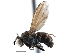  (Notiphila phaeopsis - CCDB-21410-D11)  @15 [ ] CreativeCommons - Attribution (2014) CBG Photography Group Centre for Biodiversity Genomics