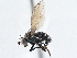  ( - CCDB-21410-E09)  @11 [ ] CreativeCommons - Attribution (2014) CBG Photography Group Centre for Biodiversity Genomics