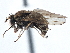  ( - CCDB-21410-F02)  @14 [ ] CreativeCommons - Attribution (2014) CBG Photography Group Centre for Biodiversity Genomics