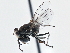  ( - CCDB-21410-F03)  @13 [ ] CreativeCommons - Attribution (2014) CBG Photography Group Centre for Biodiversity Genomics