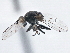  ( - CCDB-21410-H07)  @11 [ ] CreativeCommons - Attribution (2014) CBG Photography Group Centre for Biodiversity Genomics