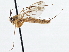  ( - CCDB-21411-B03)  @13 [ ] CreativeCommons - Attribution (2014) CBG Photography Group Centre for Biodiversity Genomics