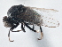  ( - CCDB-21411-D04)  @11 [ ] CreativeCommons - Attribution (2014) CBG Photography Group Centre for Biodiversity Genomics