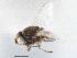 (Allotrichoma abdominalis - CCDB-21411-E01)  @11 [ ] CreativeCommons - Attribution (2014) CBG Photography Group Centre for Biodiversity Genomics