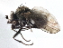  ( - CCDB-21411-F01)  @11 [ ] CreativeCommons - Attribution (2014) CBG Photography Group Centre for Biodiversity Genomics