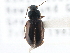  ( - CCDB-21413-A05)  @11 [ ] CreativeCommons - Attribution (2014) CBG Photography Group Centre for Biodiversity Genomics