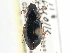 ( - CCDB-21413-E02)  @11 [ ] CreativeCommons - Attribution (2014) CBG Photography Group Centre for Biodiversity Genomics