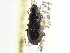  ( - CCDB-21413-E03)  @11 [ ] CreativeCommons - Attribution (2014) CBG Photography Group Centre for Biodiversity Genomics