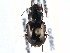  ( - CCDB-21417-F09)  @11 [ ] CreativeCommons - Attribution (2014) CBG Photography Group Centre for Biodiversity Genomics