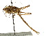  (Conocephalus attenuatus - CCDB-23290-B11)  @11 [ ] CreativeCommons - Attribution (2015) CBG Photography Group Centre for Biodiversity Genomics