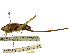  ( - CCDB-23290-D01)  @11 [ ] CreativeCommons - Attribution (2015) CBG Photography Group Centre for Biodiversity Genomics