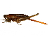  ( - CCDB-23290-D11)  @14 [ ] CreativeCommons - Attribution (2015) CBG Photography Group Centre for Biodiversity Genomics