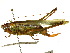  ( - CCDB-23290-E06)  @11 [ ] CreativeCommons - Attribution (2015) CBG Photography Group Centre for Biodiversity Genomics
