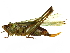  ( - CCDB-23290-E07)  @11 [ ] CreativeCommons - Attribution (2015) CBG Photography Group Centre for Biodiversity Genomics