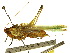  ( - CCDB-23290-G09)  @11 [ ] CreativeCommons - Attribution (2015) CBG Photography Group Centre for Biodiversity Genomics