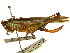  ( - CCDB-23290-G10)  @11 [ ] CreativeCommons - Attribution (2015) CBG Photography Group Centre for Biodiversity Genomics