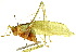  ( - CCDB-23290-H06)  @11 [ ] CreativeCommons - Attribution (2015) CBG Photography Group Centre for Biodiversity Genomics