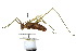 (Arethaea ambulator - CCDB-23291-A10)  @11 [ ] CreativeCommons - Attribution (2015) CBG Photography Group Centre for Biodiversity Genomics