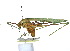  (Arethaea constricta - CCDB-23291-A11)  @14 [ ] CreativeCommons - Attribution (2015) CBG Photography Group Centre for Biodiversity Genomics