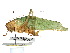  (Microcentrum latifrons - CCDB-23291-C09)  @11 [ ] CreativeCommons - Attribution (2015) CBG Photography Group Centre for Biodiversity Genomics