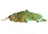  ( - CCDB-23291-C12)  @11 [ ] CreativeCommons - Attribution (2015) CBG Photography Group Centre for Biodiversity Genomics