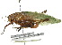  ( - CCDB-23291-D12)  @11 [ ] CreativeCommons - Attribution (2015) CBG Photography Group Centre for Biodiversity Genomics