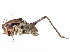  ( - CCDB-23291-F05)  @14 [ ] CreativeCommons - Attribution (2015) CBG Photography Group Centre for Biodiversity Genomics
