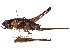  (Atlanticus gibbosus - CCDB-23291-F09)  @11 [ ] CreativeCommons - Attribution (2015) CBG Photography Group Centre for Biodiversity Genomics