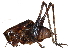  ( - CCDB-23291-G08)  @11 [ ] CreativeCommons - Attribution (2015) CBG Photography Group Centre for Biodiversity Genomics