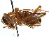  ( - CCDB-23291-H07)  @11 [ ] CreativeCommons - Attribution (2015) CBG Photography Group Centre for Biodiversity Genomics