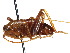  ( - CCDB-23291-H08)  @11 [ ] CreativeCommons - Attribution (2015) CBG Photography Group Centre for Biodiversity Genomics