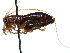  ( - CCDB-23291-H09)  @14 [ ] CreativeCommons - Attribution (2015) CBG Photography Group Centre for Biodiversity Genomics