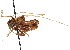  ( - CCDB-23291-H10)  @11 [ ] CreativeCommons - Attribution (2015) CBG Photography Group Centre for Biodiversity Genomics