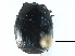  ( - CCDB-23293-A11)  @11 [ ] CreativeCommons - Attribution (2015) CBG Photography Group Centre for Biodiversity Genomics