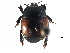  ( - CCDB-23293-E10)  @11 [ ] CreativeCommons - Attribution (2015) CBG Photography Group Centre for Biodiversity Genomics