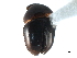  ( - CCDB-23293-G04)  @14 [ ] CreativeCommons - Attribution (2015) CBG Photography Group Centre for Biodiversity Genomics