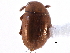  (Anogdus puritanus - CCDB-23295-A03)  @14 [ ] CreativeCommons - Attribution (2015) CBG Photography Group Centre for Biodiversity Genomics