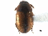  (Leiodes campbelli - CCDB-23295-B11)  @14 [ ] CreativeCommons - Attribution (2015) CBG Photography Group Centre for Biodiversity Genomics